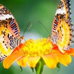 Same-Color-Butterflies-On-Yellow-Flowers-HD-Wallpapers-1024x576